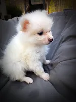 Pomimo 4, a male Pomimo for sale in Clover, VA – Photo 1 of 5