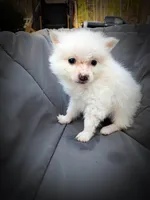 Pomimo 4, a male Pomimo for sale in Clover, VA – Photo 3 of 5