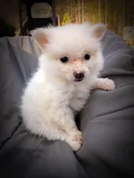 Pomimo 4, a male Pomimo for sale in Clover, VA – Photo 5 of 5