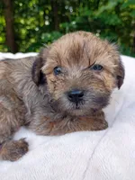 Shorkie Female 4, a female Shorkie for sale in Clover, VA – 6 of 6