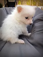 Pomimo 5, a male Pomimo for sale in Clover, VA – Photo 4 of 5