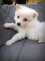 Pomimo 5, a male Pomimo for sale in Clover, VA – Photo 3 of 5