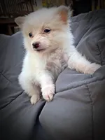 Pomimo 5, a male Pomimo for sale in Clover, VA – Photo 2 of 5