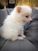 Pomimo 5, a male Pomimo for sale in Clover, VA – Photo 5 of 5