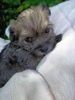 Shorkie Female 8, a male Shorkie for sale in Clover, VA – 2 of 6