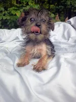 Rocky Male, a male Yorkshire Terrier for sale in Clover, VA – 3 of 4