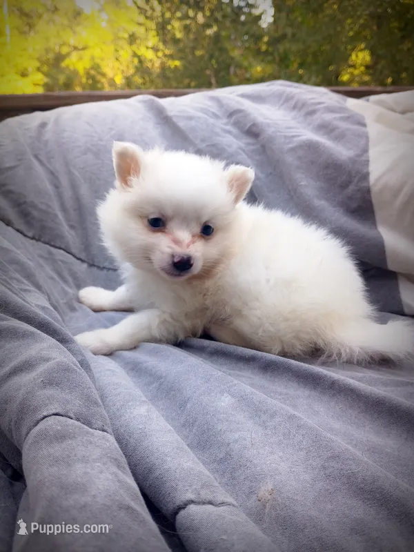 American Eskimo Male – American Eskimo puppy for sale in Clover, VA