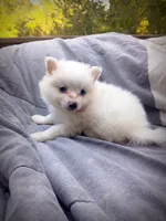 American Eskimo Male, a male American Eskimo for sale in Clover, VA – 1 of 5
