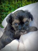 Shorkie Male 2, a male Shorkie for sale in Clover, VA – 3 of 7