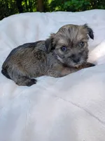 Shorkie Female 8, a male Shorkie for sale in Clover, VA – 3 of 6