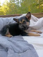 German Shepherd Male 1, a male German Shepherd Dog for sale in Clover, VA – 7 of 7