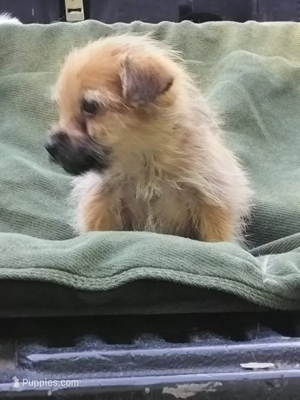 Shorkie Male – Shorkie puppy for sale in Clover, VA