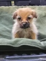 Shorkie Male, a male Shorkie for sale in Clover, VA – 3 of 5