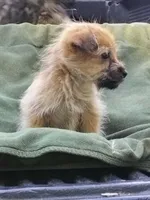 Shorkie Male, a male Shorkie for sale in Clover, VA – 2 of 5