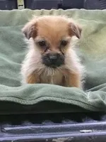 Shorkie Male, a male Shorkie for sale in Clover, VA – 4 of 5