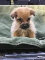 Shorkie Male, a male Shorkie for sale in Clover, VA – 5 of 5