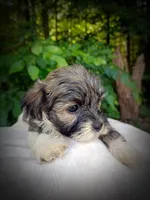 Shorkie Male 5, a male Shorkie for sale in Clover, VA – 2 of 7