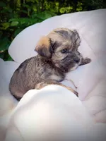 Shorkie Female 3, a female Shorkie for sale in Clover, VA – 5 of 6