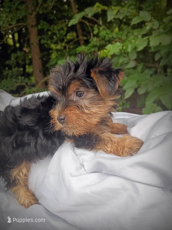 Baby Red 2 Male – Yorkshire Terrier puppy for sale in Clover, VA