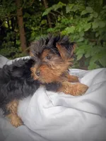 Baby Red 2 Male, a male Yorkshire Terrier for sale in Clover, VA – 1 of 1