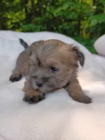 Shorkie Female 8, a male Shorkie for sale in Clover, VA – 6 of 6