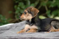 Borkie special 4, a female Beagle and Yorkshire Terrier for sale in Clover, VA – Photo 4 of 6