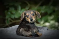 Borkie special 4, a female Beagle and Yorkshire Terrier for sale in Clover, VA – Photo 3 of 6