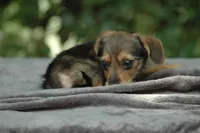 Borkie special 4, a female Beagle and Yorkshire Terrier for sale in Clover, VA – Photo 6 of 6