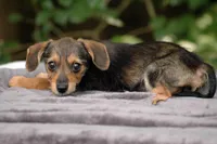 Borkie special 4, a female Beagle and Yorkshire Terrier for sale in Clover, VA – Photo 5 of 6
