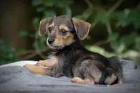Borkie special 4, a female Beagle and Yorkshire Terrier for sale in Clover, VA – Photo 1 of 6