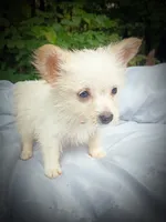 white shadow 1, a male American Eskimo and Coton de Tulear for sale in Clover, VA – 3 of 5