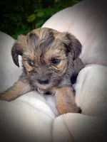 Shorkie Female 3, a female Shorkie for sale in Clover, VA – 3 of 6