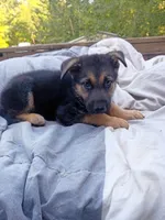German Shepherd Male 2, a male German Shepherd Dog for sale in Clover, VA – 7 of 7