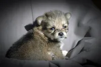 All Pups $600 Christmas Sale, a female Yorkshire Terrier for sale in Clover, VA – Photo 4 of 5