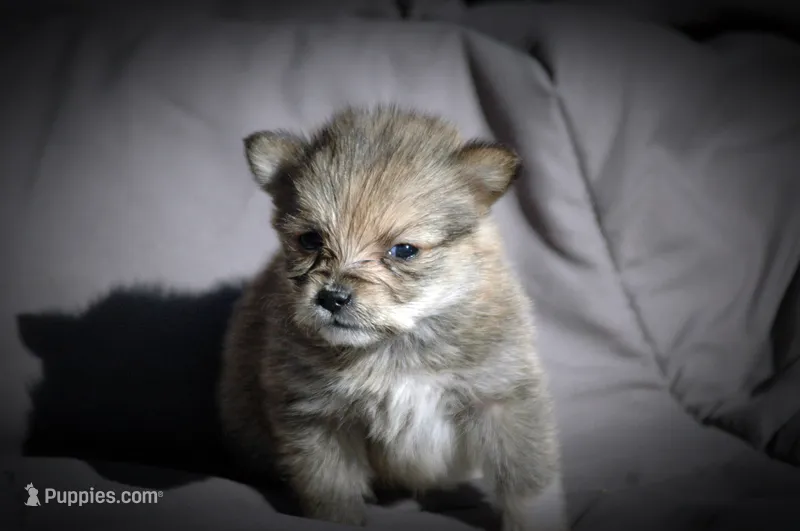 All Pups $600 Christmas Sale