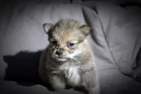 All Pups $600 Christmas Sale, a female Yorkshire Terrier for sale in Clover, VA – Photo 1 of 5