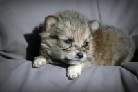 All Pups $600 Christmas Sale, a female Yorkshire Terrier for sale in Clover, VA – Photo 2 of 5