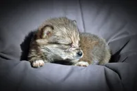 All Pups $600 Christmas Sale, a female Yorkshire Terrier for sale in Clover, VA – Photo 3 of 5