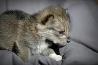 All Pups $600 Christmas Sale, a female Yorkshire Terrier for sale in Clover, VA – Photo 5 of 5