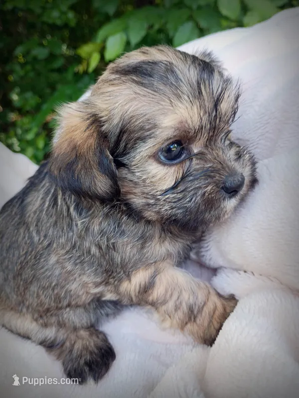 Shorkie Female 3 – Shorkie puppy for sale in Clover, VA