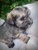 Shorkie Female 3, a female Shorkie for sale in Clover, VA – 1 of 6