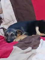 Rehome Shepherd FM, a female German Shepherd Dog for sale in Clover, VA – Photo 3 of 3