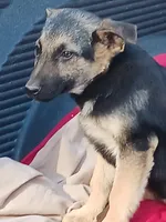 Rehome Shepherd FM, a female German Shepherd Dog for sale in Clover, VA – Photo 2 of 3