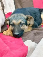 Rehome Shepherd FM, a female German Shepherd Dog for sale in Clover, VA – Photo 1 of 3