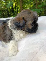 Shorkie Male 6, a male Shorkie for sale in Clover, VA – 5 of 6