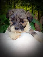 Shorkie Male 5, a male Shorkie for sale in Clover, VA – 3 of 7