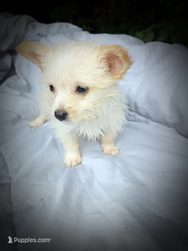 white shadow 1 – American Eskimo, Coton de Tulear puppy for sale in Clover, VA
