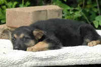 Pups $500, a female German Shepherd Dog for sale in Clover, VA – Photo 1 of 6