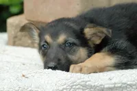 Pups $500, a female German Shepherd Dog for sale in Clover, VA – Photo 5 of 6