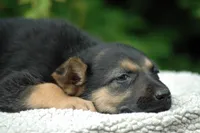 Pups $500, a female German Shepherd Dog for sale in Clover, VA – Photo 4 of 6